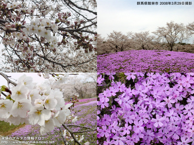 20080329tatebayashi_3